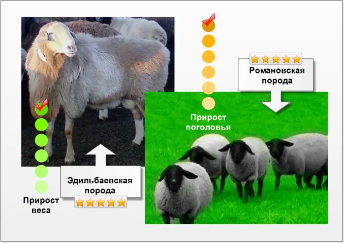 бизнес-план разведения овец